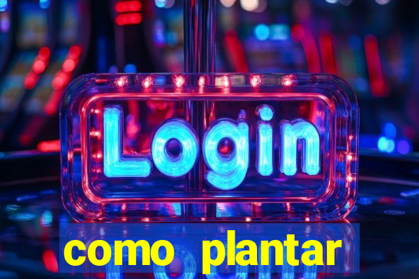 como plantar gergelim no vaso
